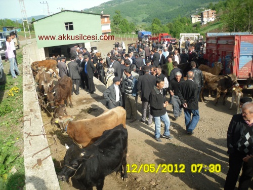 Akku� �l�esinde Hayvanc�l�kta Son Durum Nedir. Pazardan G�r�nt�ler �le Konunun De�erlendirilmesi