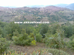 kclu1