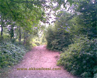 Image Image
