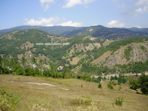 ormancik2010_3.jpg ormancik2010_3.jpg