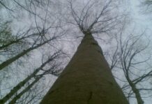 ***ULU GÜRGEN*** ulugurgen.jpg