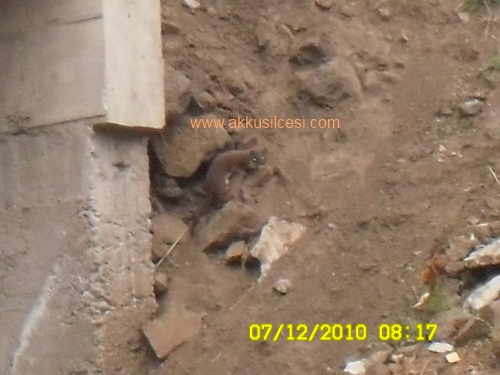 gelincek1.jpg gelincek1.jpg