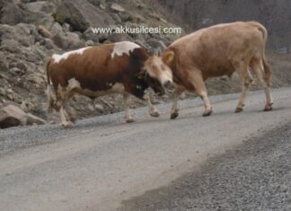 kozlarinipaylhayvan4.jpg