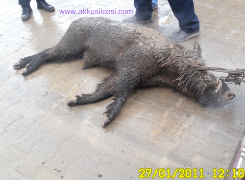 yabandomuzu3.jpg yabandomuzu3.jpg