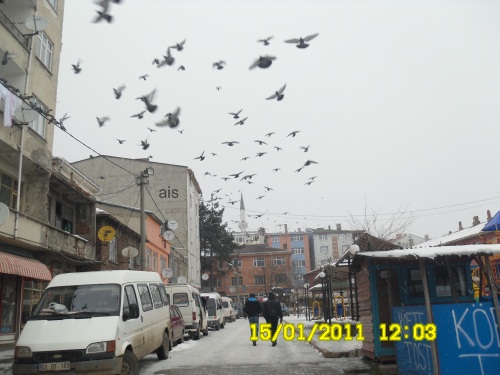 guvercin5.jpg guvercin5.jpg