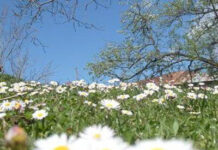 HER MEVSİM İLKBAHAR mevsim_ilkbahar.jpg