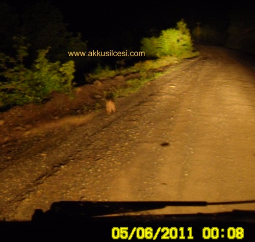 tilkiyavru1.jpg tilkiyavru1.jpg