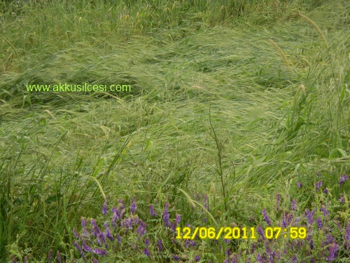 yagmur12haziran2011_3.jpg yagmur12haziran2011_3.jpg