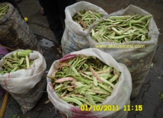 fasulye2ekim2011.jpg
