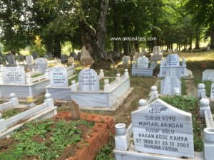 camiyanicukurmah2015_3