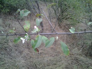 cicekactieylul2015_1