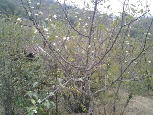 cicekactieylul2015_2