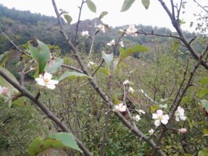 cicekactieylul2015_3