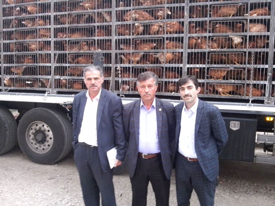 tavukdagitimi2016ekim1