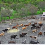 HAYVAN OTELİ” YENİ SEZONA HAZIRLANIYOR 2