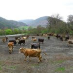 HAYVAN OTELİ” YENİ SEZONA HAZIRLANIYOR 3