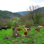 HAYVAN OTELİ” YENİ SEZONA HAZIRLANIYOR 4